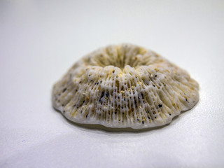 volumetric texture objects