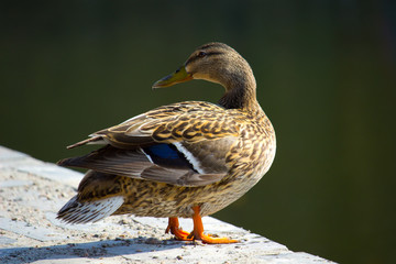 Duck mallard