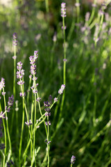Flowering fragrant lavender in the rays of the morning or evening sun.