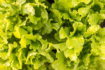 Fresh green Lettuce salad background
