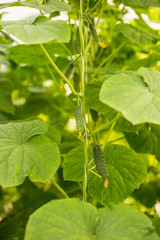 Growing cucumbers in the farm economy. Green vegetable plant in the greenhouse or in the garden.