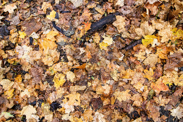 Autumn Leaves on the Forest Floor