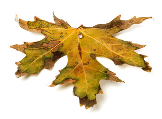 Autumn dry leaf on white background