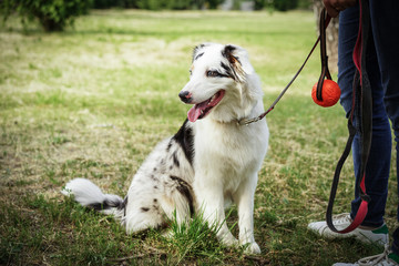 Portrait of a beautiful young Australian Shepherd Blue Merle stands next to the owner