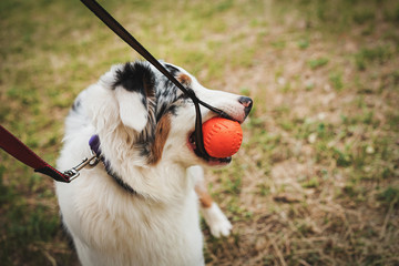 Portrait of a beautiful young Australian Shepherd Blue Merle plays and gnaws ball for training