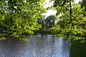 Green foliage on a tree above the water of a lake