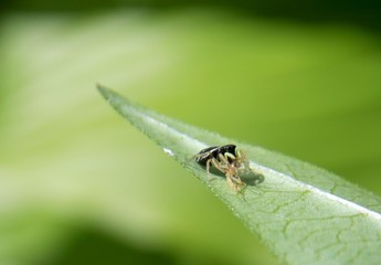 The spider caught prey
