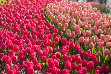 Beautiful full bloom various colors tulips in the sunny day in Netherlands