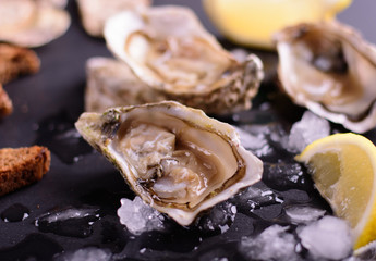 oysters