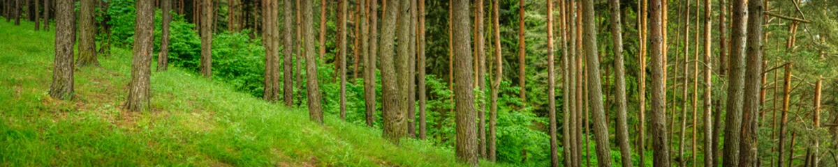 Fotobehang panoramic view of a dense forest on a hillside © gluuker