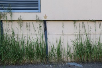 Wall with grass