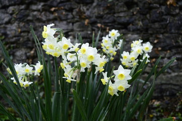 Large bush of beautifully blooming narcissuses tazetta © agatchen