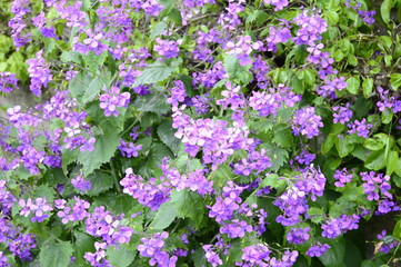 Hesperis matronalis - abundantly blossoming in purplish flower, especially in Ireland
