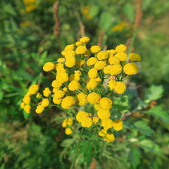 Tanacetum vulgare, Yellow Tansy, good against mosquitoes and vermin