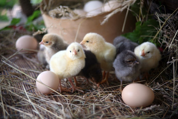 chickens on the background of wooden dishes with eggs