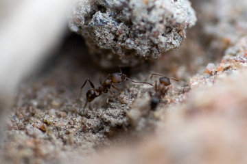 Ants