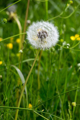 White fluffy ball of dandelion