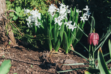 Bright white flower hyacinth in the garden in spring