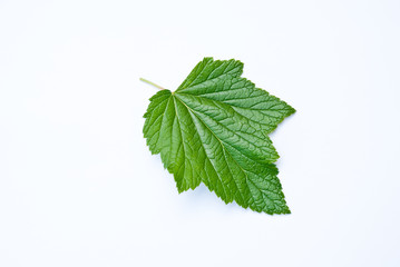 nice currant leaf