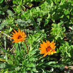 Delosperma cooperi, noon flower blooms colorful in summer