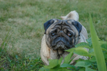 портрет девочки мопсика с грустными глазами в зеленой травке