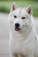 Portrait of a beautiful gray Siberian husky on the background of a field and green grass. Portrait of a dog on a natural background.