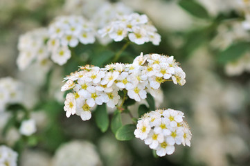 Close-up Spiraea flower