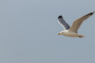 Möve