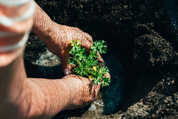 women's hands plant a green plant in the ground. care