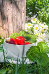 Fresh juicy strawberries in the garden among the grass in a white bowl, the concept of gardening