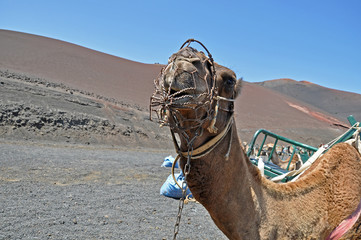 Lanzarote, Kamelkarawane