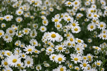 Fototapeta premium Camomile daisy flowers. Slovakia 