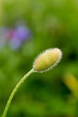 Red poppies in the gardens. Slovakia