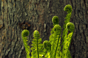 Bright branched spirals of leaves of fern sprouts seem to dance against the background of a fuzzy tree trunk