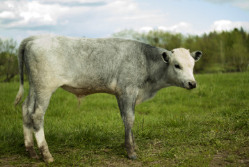 young light-gray steer in the meadow, soft light, easy blur