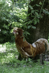 portrait of the Padovana cock with her tuft