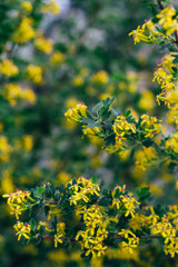 yellow flowers of gooseberry. The gooseberry Bush in the spring. On branches with green leaves blossomed small flowers.