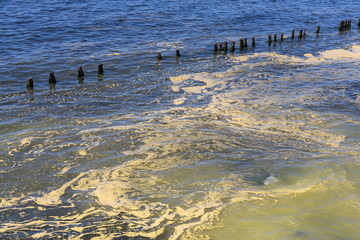Flowering plankton on the Baltic sea water surface.