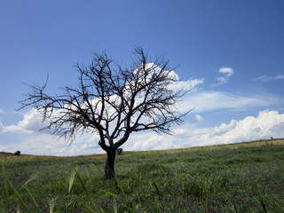 Fototapeta na wymiar dead tree in the dirt.