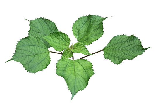 Boehmeria nivea Leaves