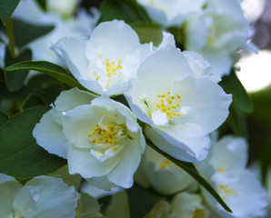 close up jasmine flowers