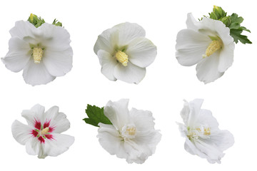 White Hibiscus Collection