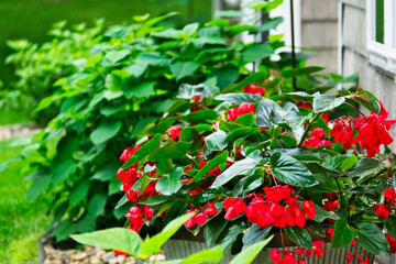 Red Begonia Flowers in a garden setting with other green plants