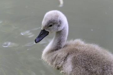 cignet baby Mute swans