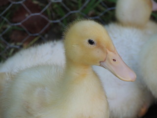 Duck