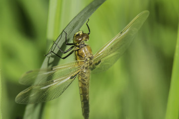 Insectes du marais de Montfort - Grésivaudan - Isère.