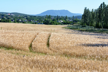 Fototapeta premium A field of ripe wheat against the backdrop of mountains and village