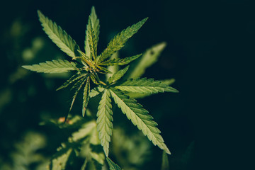 Bush green marijuana cannabis on blurred background.