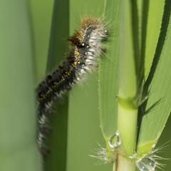 Insectes du marais de Montfort - Grésivaudan - Isère.