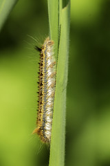 Insectes du marais de Montfort - Grésivaudan - Isère.